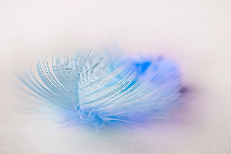 Feather Accents