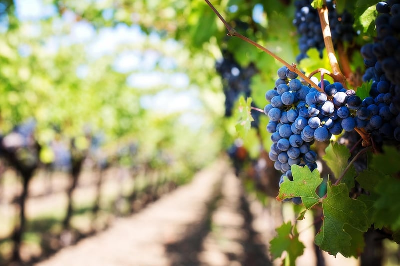 Vineyard Wedding Venue